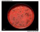 streptococcus equi colonies